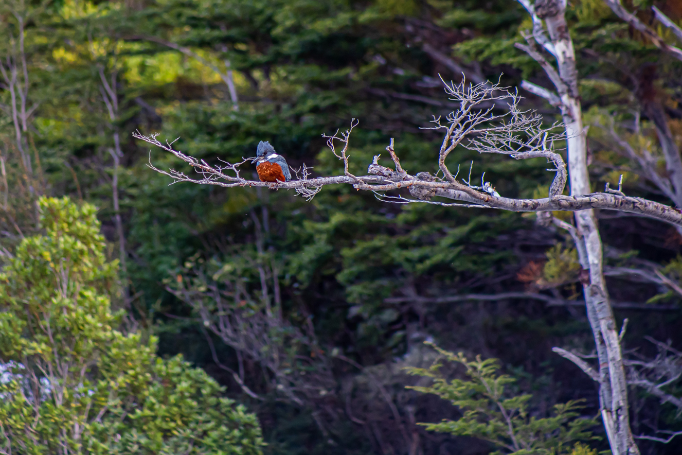 Martín pescador posado junto al fiordo Última Esperanza, avifauna de la Patagonia